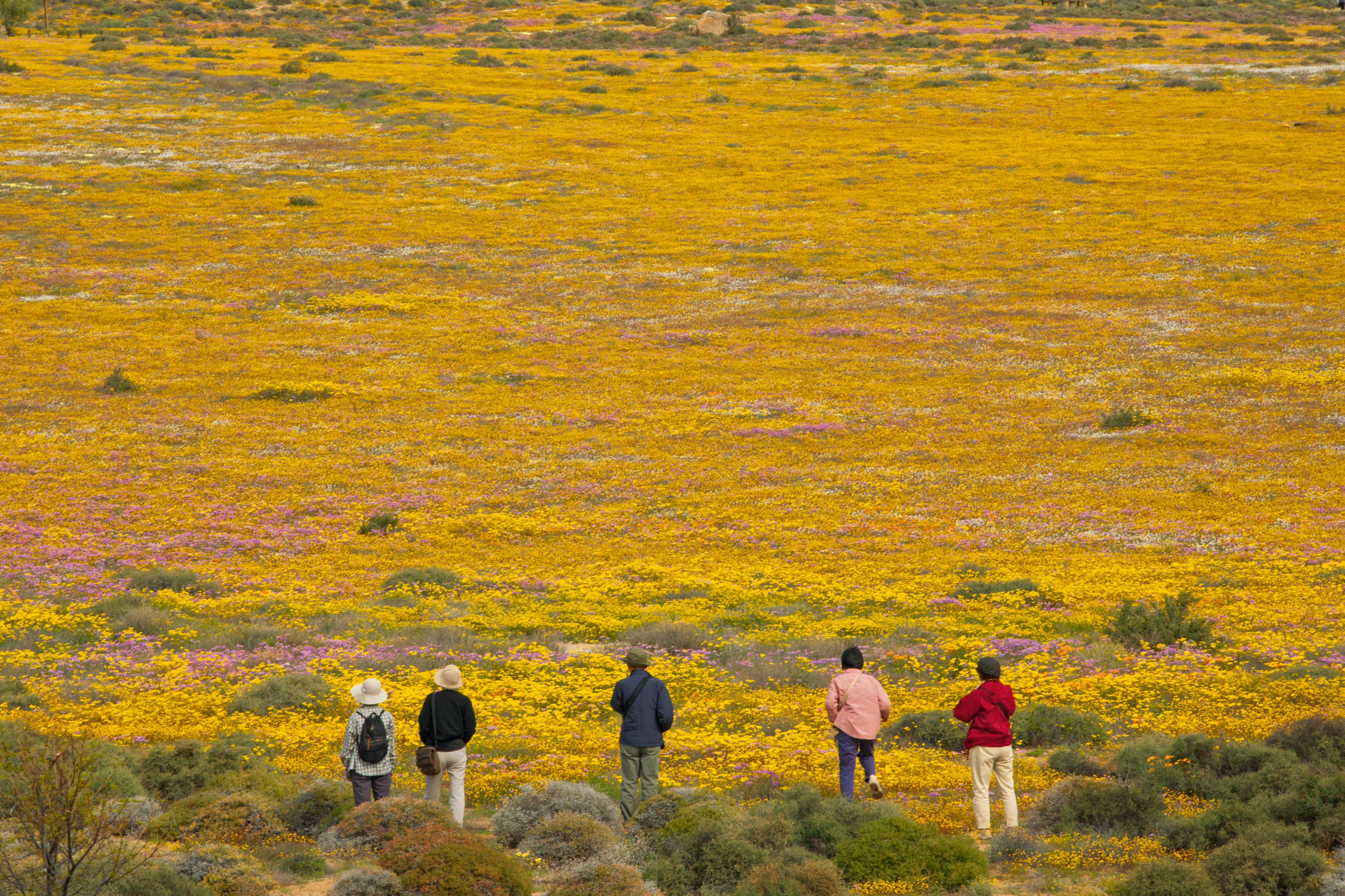 Spring in South Africa Feels Different